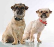 Miska na karmę dla psa 20cm, szara, PetWare / Mason Cash