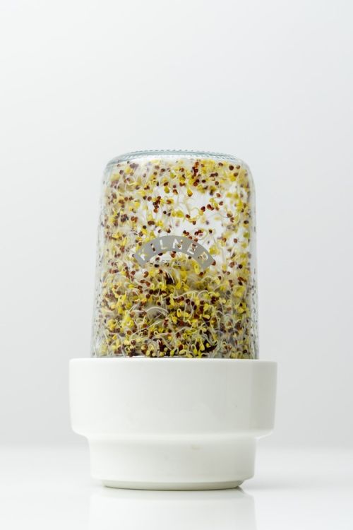 Kiełkownica / Kilner