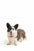 Miska dla zwierzaka 15cm Heatr Paw / Mason Cash