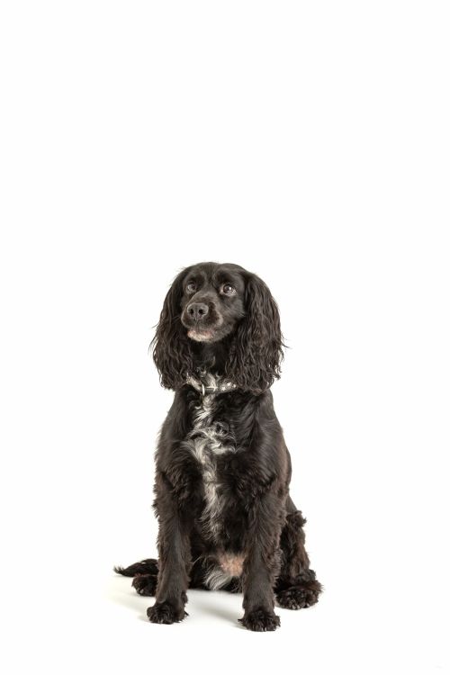 Miska dla zwierzaka 15cm Heatr Paw / Mason Cash