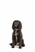 Miska na karme dla zwierzaka 12,5cm Heart Paw / Mason Cash