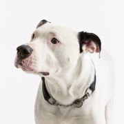Miska na karme dla zwierzaka 12,5cm Heart Paw / Mason Cash